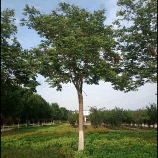 长沙南栾