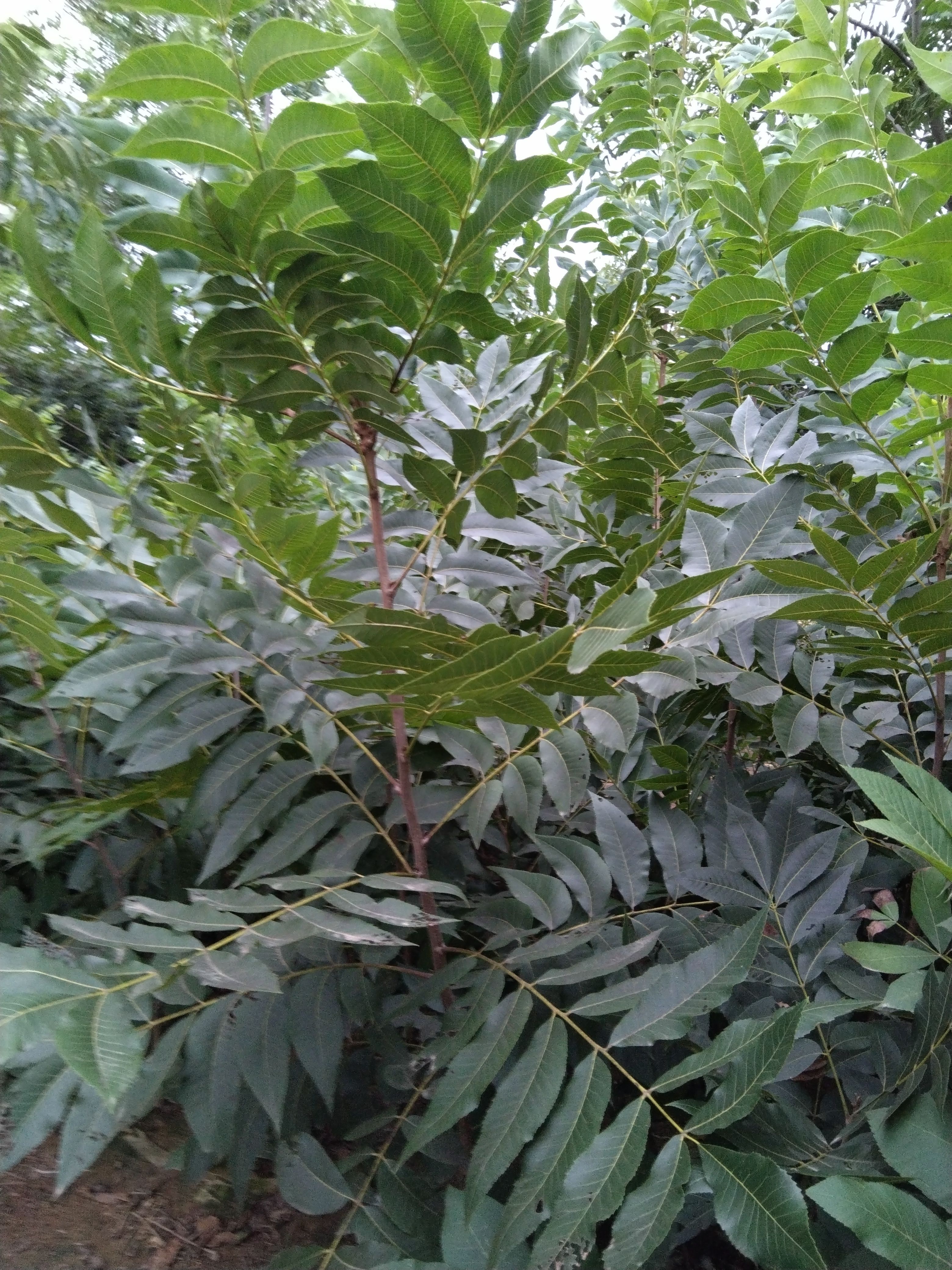 全椒碧根果  大果  一斤也是批发价  奶香  生鲜  椒盐