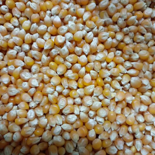 杭锦后旗爆花玉米粒