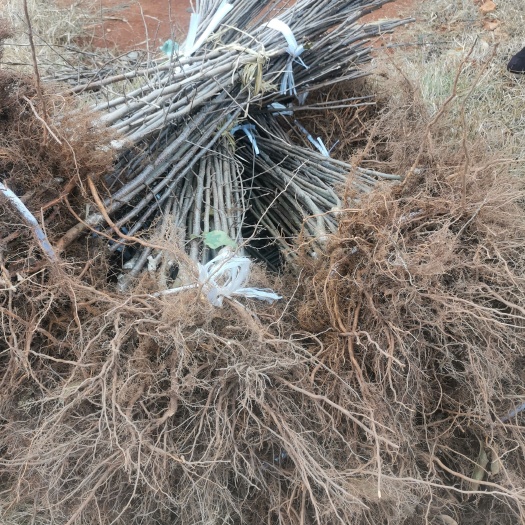 昭通苹果苗