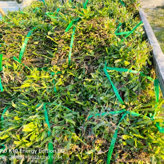 博罗县大叶草，马尼拉草