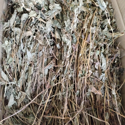 鱼腥草 鱼腥草干货 野生鱼腥草2023鱼腥草新货产地直发