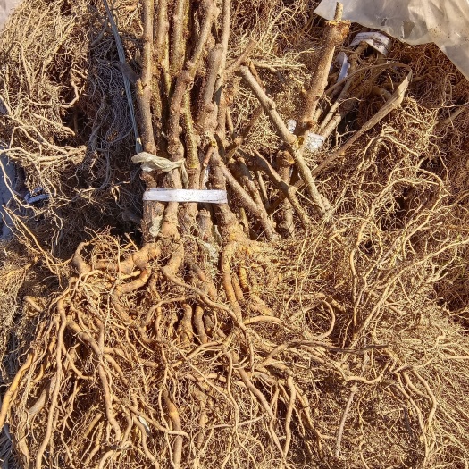 长沙猕猴桃成品苗