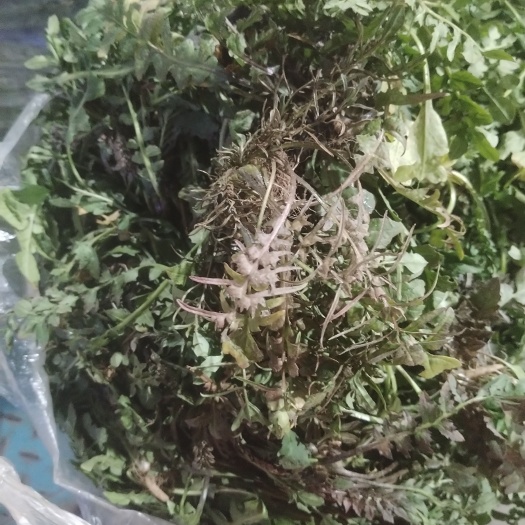 胶州市野生荠菜荠荠菜