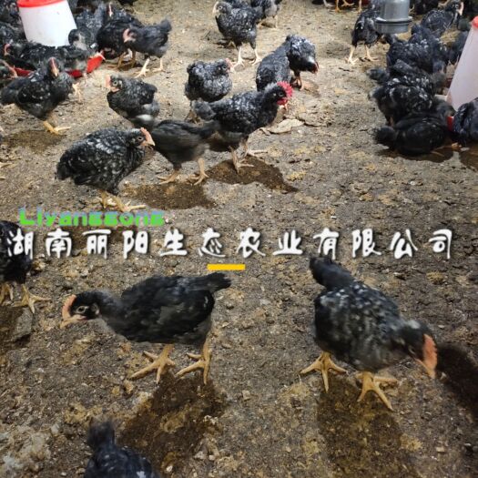 衡阳脱温黑芦花鸡苗另有青脚麻肉鸡苗青脚土鸡苗蛋鸡青脚土鸡黄土鸡苗