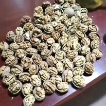库车市新疆库车185纸皮核桃