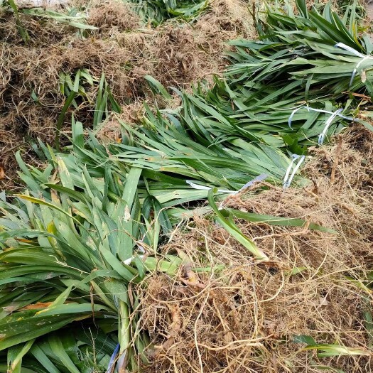 忠县扁竹根园林绿化地被工程苗基地常年大量批发，货源充足手续齐全