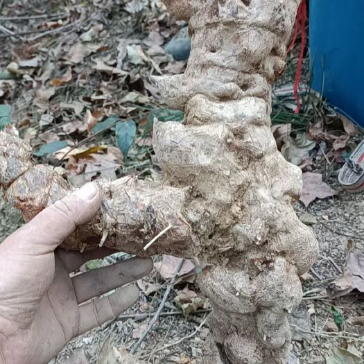 关岭县土茯苓