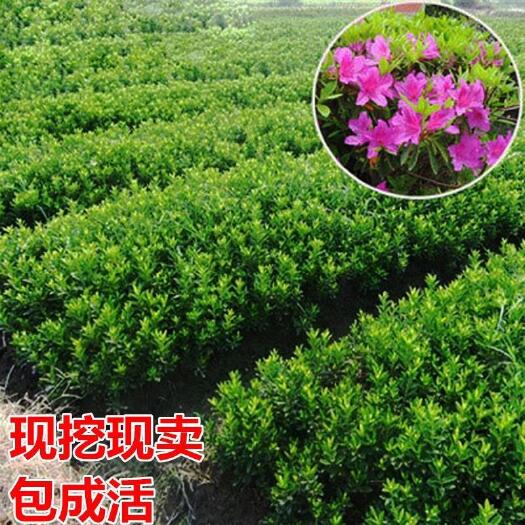 漳平市毛杜鹃四季常青庭院绿化苗木露天养殖黑色杯子苗