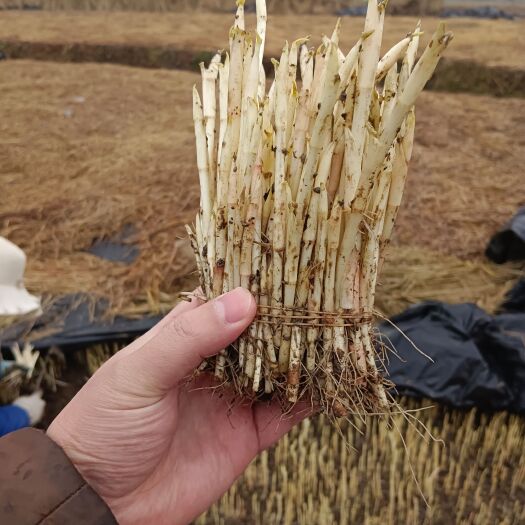 绵阳白茎鱼腥草