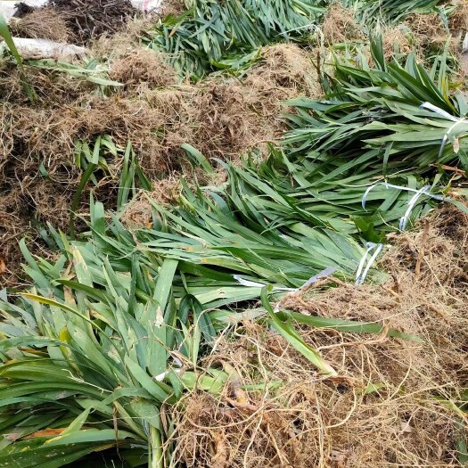 忠县扁竹根基地常年大量批发扁竹根园林绿化地被苗