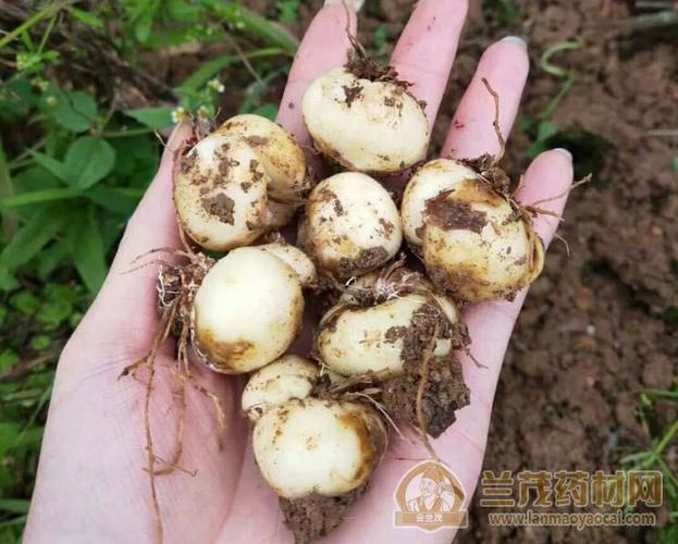 建始县恩施富硒川贝