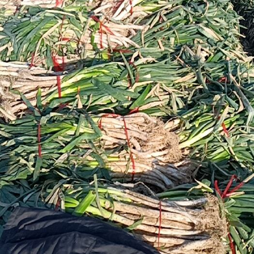 长葛市高白大葱