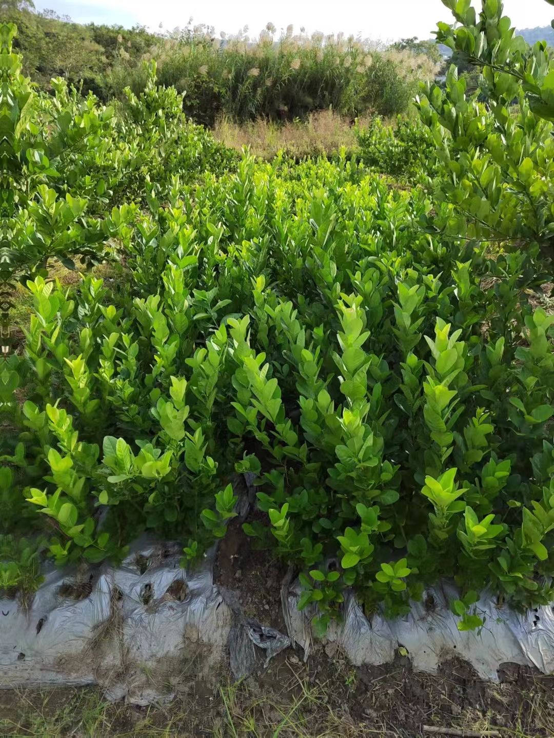 正宗广东香水柠檬苗