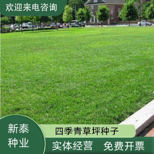 沭阳县草坪种子四季青草籽矮生耐践踏耐寒耐旱四季青种子庭院绿化护坡籽