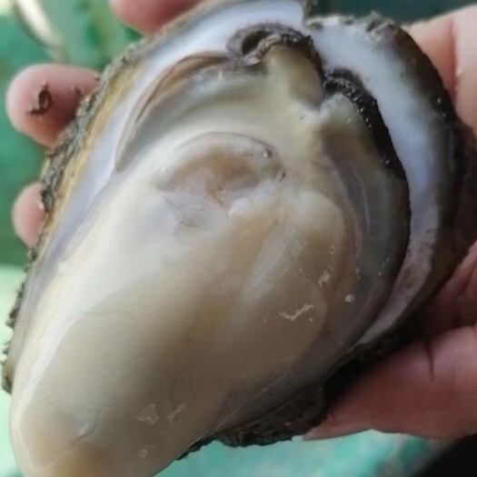 湛江湛江生蚝