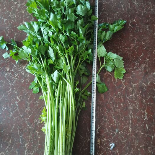 高密市芹菜