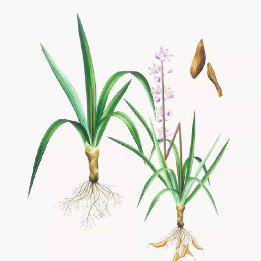 无锡耐寒麦冬种子小叶麦冬多年生兰麦冬药材易播种四季批发根部药材