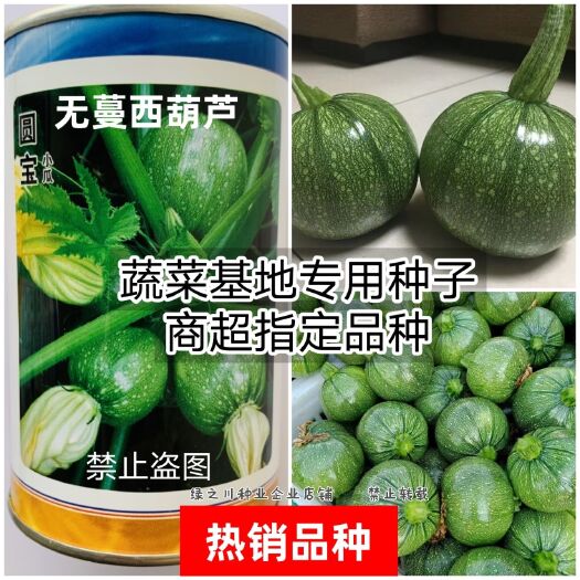 沭阳县圆宝小菜瓜种子无蔓西葫芦种子 圆形小瓜种南北方栽培不爬藤南瓜