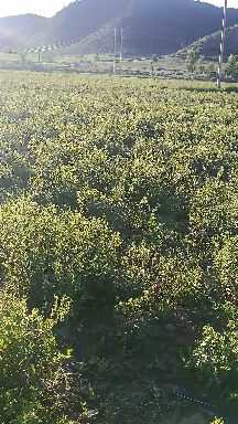 小梁承德中藥材種植戶