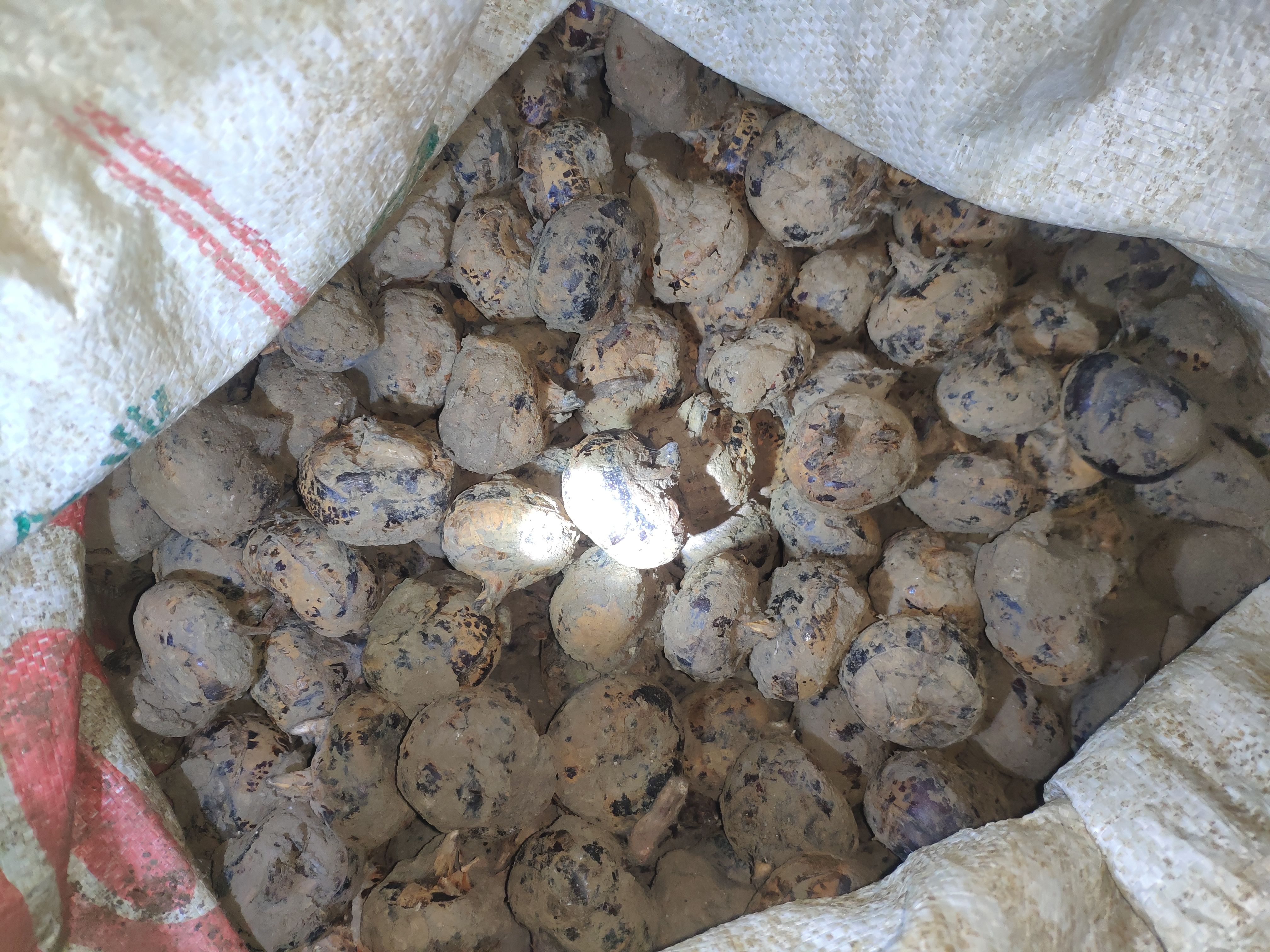 乐昌马蹄，皮薄肉厚，清甜无渣通货（个头大）