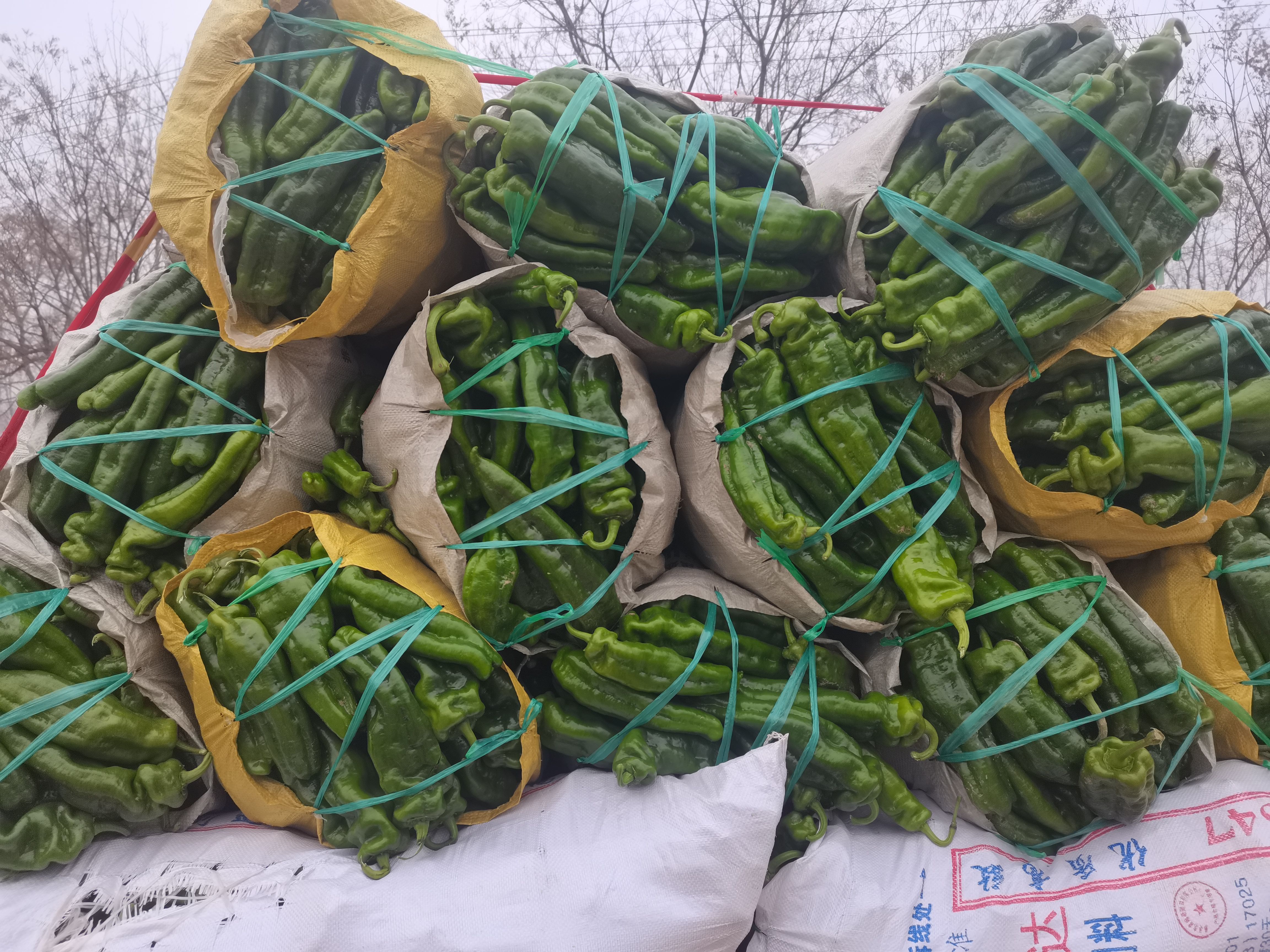 辣椒 301辣椒 厚皮辣椒 青椒