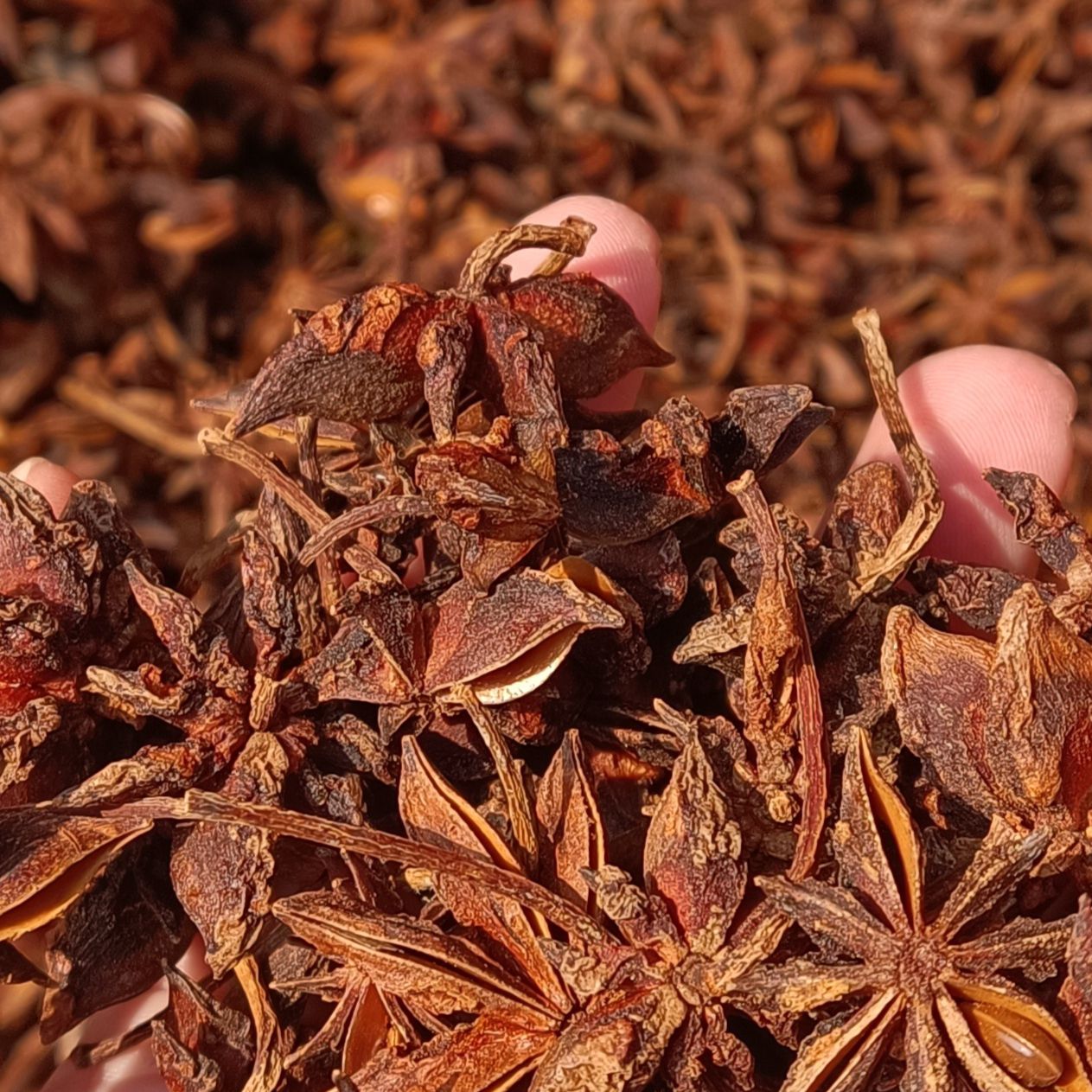 广西正宗老树八角大茴香  大红足干基地直供