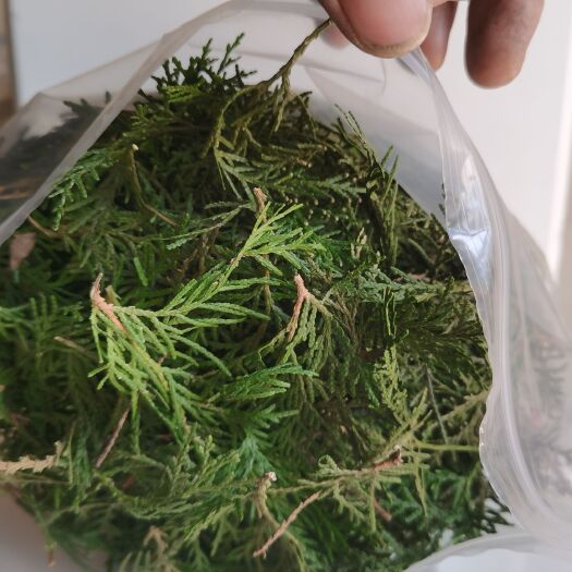 平邑县侧柏叶自然阴干洗头