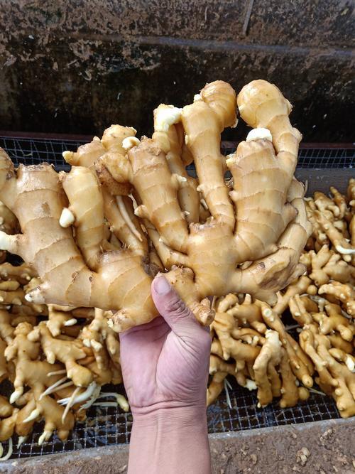 沂水县大黄姜小黄姜货源充足色泽鲜黄，辣味浓厚，姜块肥大
