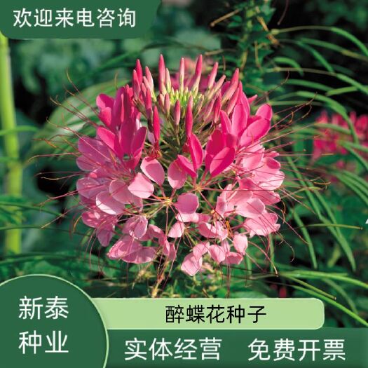 沭阳县醉蝶花花种子易活四季景观园林花海春播易播种庭院室外观赏花籽子