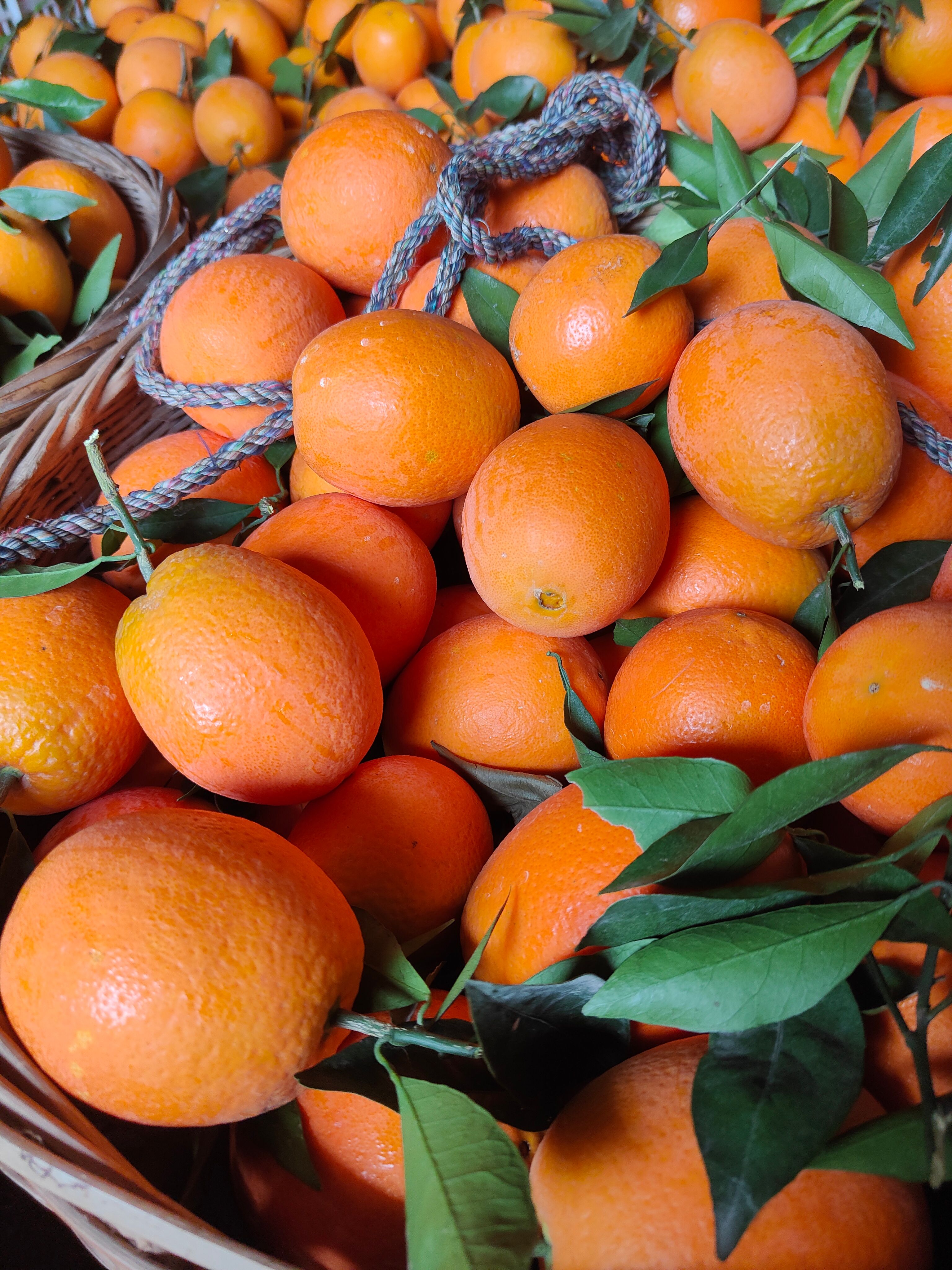 纽荷尔（长虹）