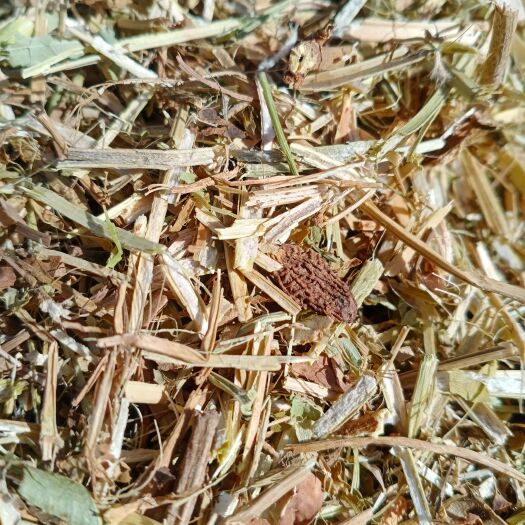 襄城县花生秧牛羊草