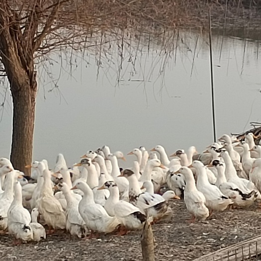 襄樊白鸭