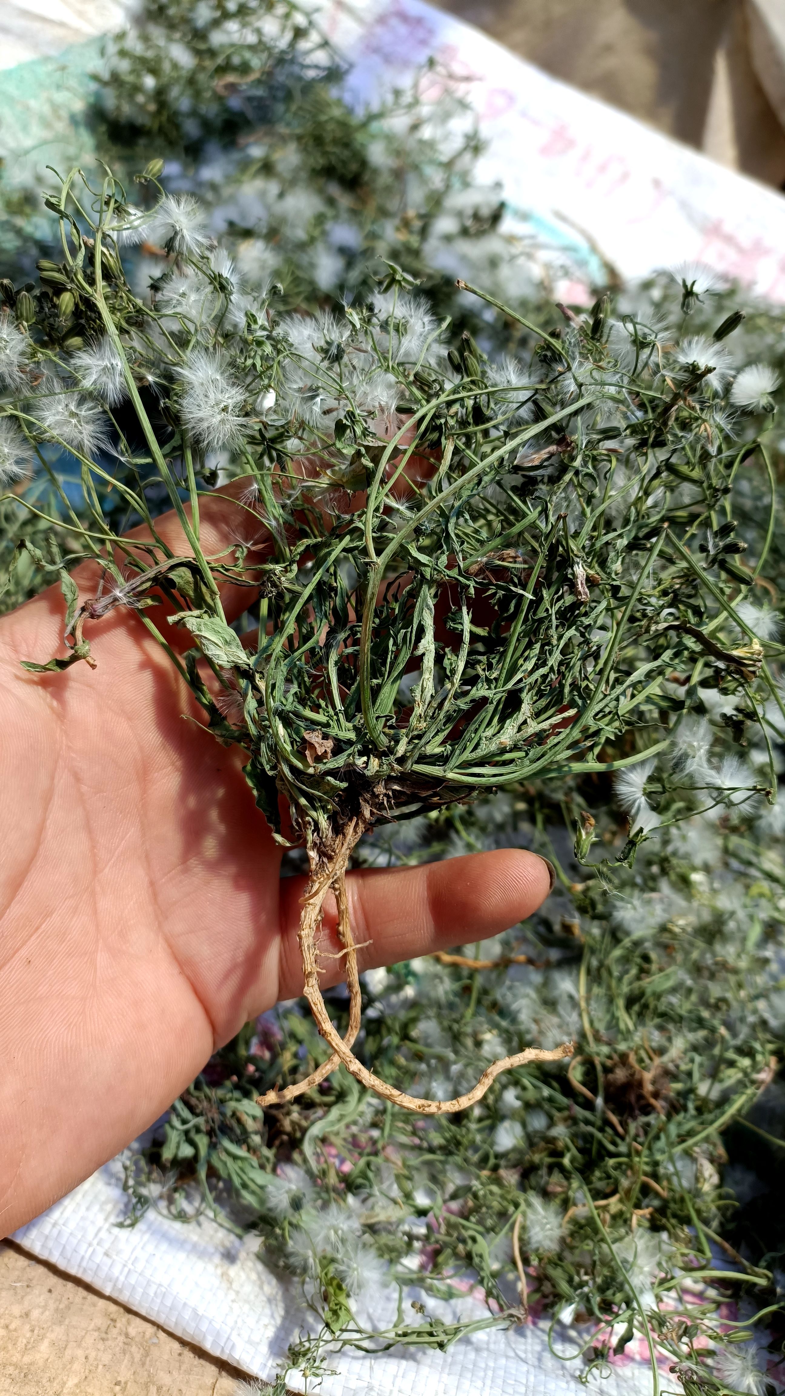 中华苦麦菜干品