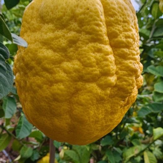 永平县香橼，香橼果，枸橼