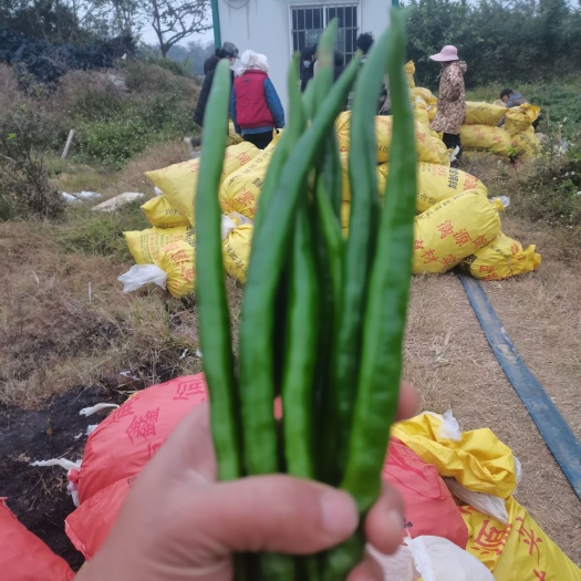 合浦县线椒