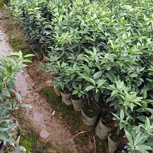 灵山县批发沃柑果苗