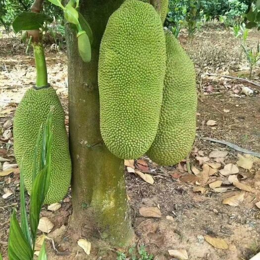 三亚菠萝蜜