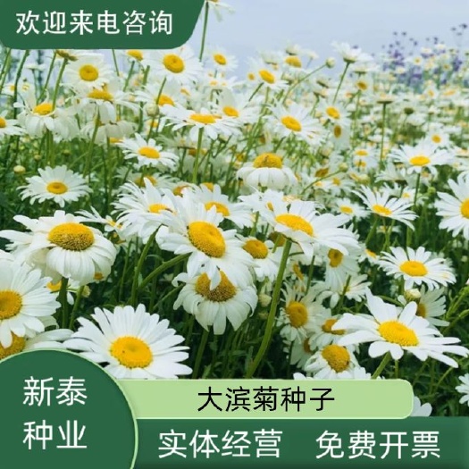 大滨菊种子新货菊花种子花卉种子四季播种花种包发芽野菊花种子