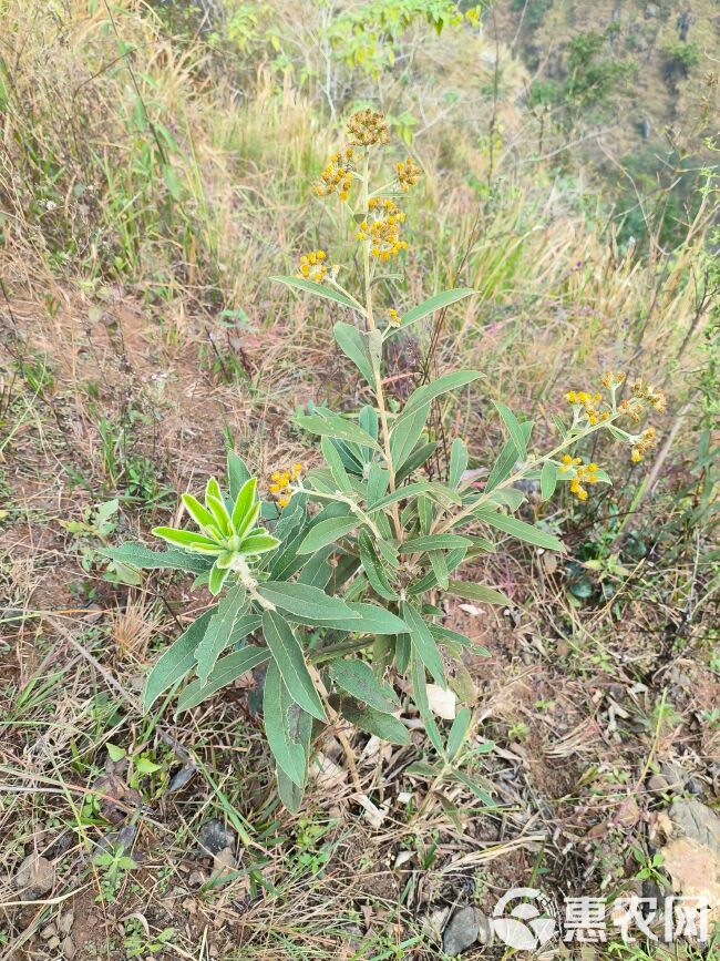 羊耳菊  白面风  可干可鲜货，纯根货