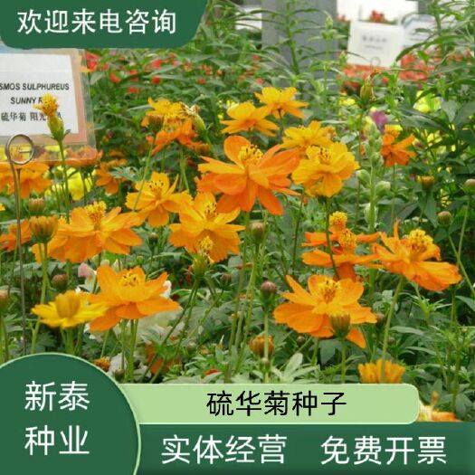 沭阳县硫华菊花种子四季易活花籽孑四季播种开花庭院室外黄秋英花种籽子