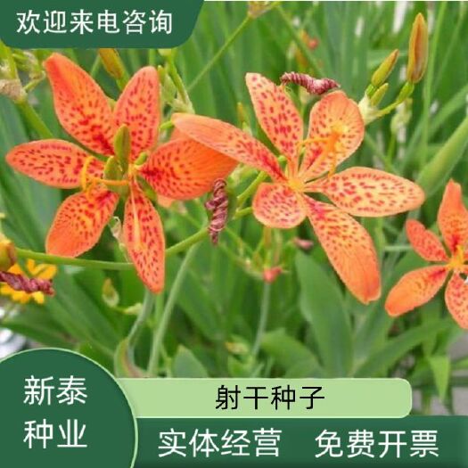 射干鸢尾花苗乌蒲夜干盆栽地栽四季易种耐寒耐旱庭院绿化工程绿化