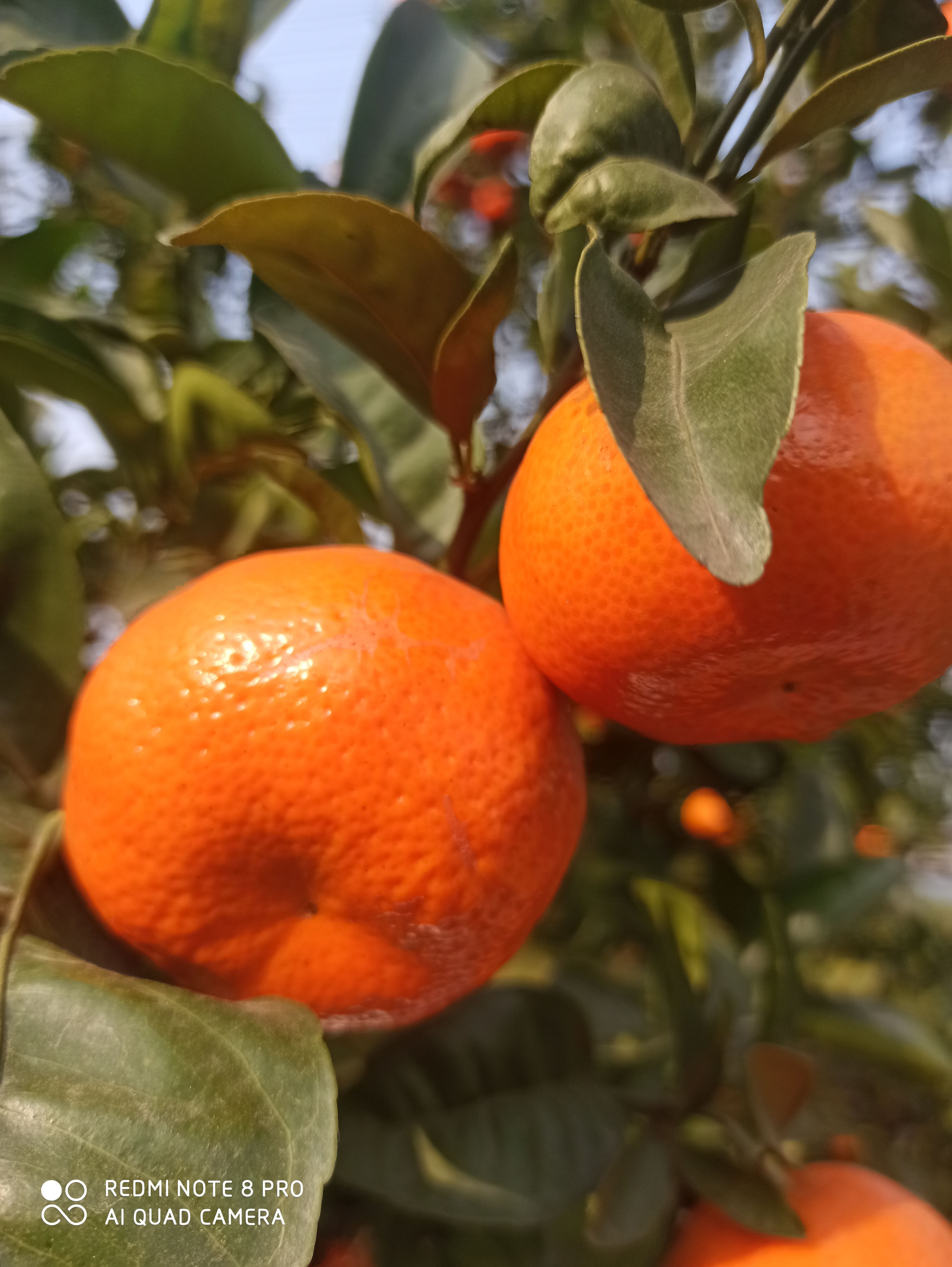 万州默科特（三月红）代办