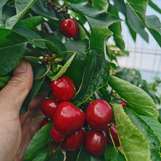 泰安早熟弗里斯克樱桃苗，红灯同一成熟期上市