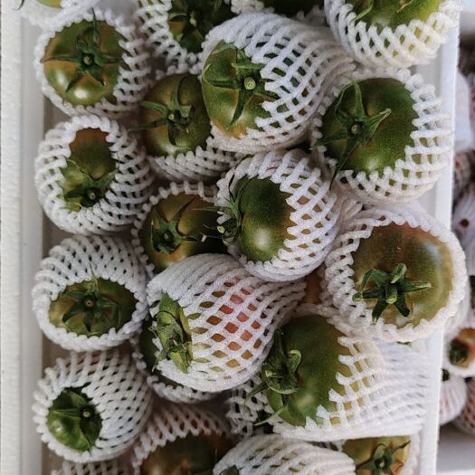 盘锦碱地柿子草莓柿子铁柿子