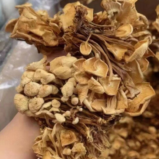 成都茶树菇
