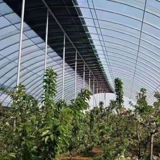 沭阳县钢管骨架塑料大棚