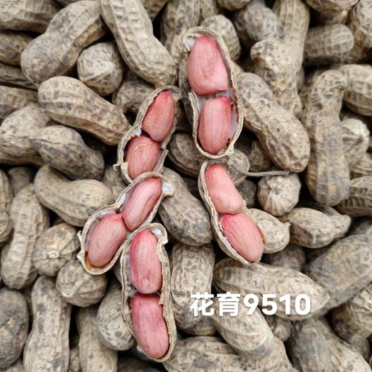 莱西市花育