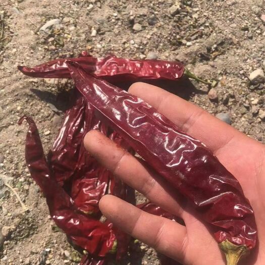博湖县干辣椒