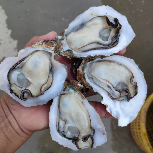 湛江湛江生蚝直销批发零售